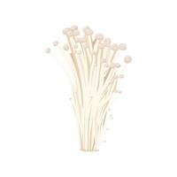 Flat vector of Enoki mushroom isolated on white background. Flat illustration graphic icon