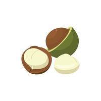 Flat vector of Macadamias isolated on white background. Flat illustration graphic icon