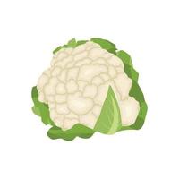 vector plano de coliflor aislado sobre fondo blanco. icono gráfico de ilustración plana