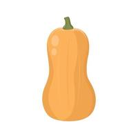 Flat vector of Butternut Squash isolated on white background. Flat illustration graphic icon