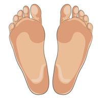 Left and right foot soles illustration for footwear, shoe concepts, medical, health, massage, spa, acupuncture centers etc. Realistic cartoon style, colored with skin tones. Vector isolated on white.