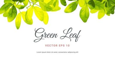 Painted Illustration Vector beautiful Natural green leaf on white background