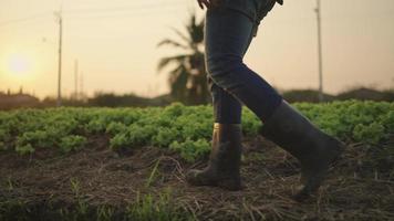 um fazendeiro usando botas está andando dentro da fazenda. video