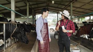 Geschäftsmann in einem Cowboy-Anzug, einem Hemd mit Schottenmuster, Austausch. Geld halten, um Kühe zu kaufen, tun Geschäftspartner mit einem jungen Farmbesitzer, der glücklich spricht und auf der Kuhfarm lächelt video