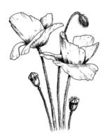 Vector Poppy Flower. Hand drawn Sketch in line art style. Floral illustration. Black outline