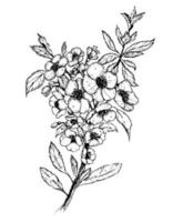 Vector Sketch of Floral Branch with Flowers and leaves in outline style. Hand drawn black illustration of blooming quince