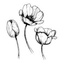 Vector Sketch of blooming Tulips. Hand drawn sketch. Black outline. Illustration with monochrome Flowers