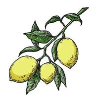 Branch of Lemon Tree vector