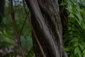 Tree trunk close-up on blurred background photo