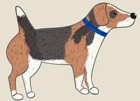 ilustración vectorial de beagle. vector