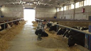 moderner Viehbetrieb und moderner Landwirt. Der Bauer untersucht das Vieh und das Futter im Stall mit der Tablette in der Hand. er macht sich Notizen auf dem Tablet. moderner Fleischmastbetrieb. video