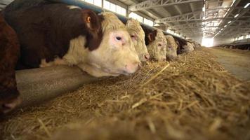 algemeen beeld van vee in een vleesboerderij. close-up van vee met hooi voor hen. het vee eet. veevoeder. video