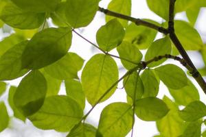 Forest plants close-up on a blurry background photo