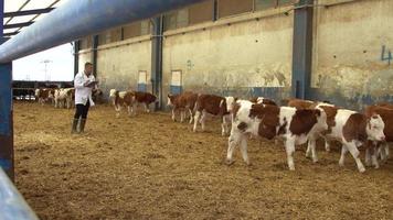 examen vétérinaire du troupeau de veaux. il se promène parmi les veaux de la ferme vétérinaire d'engraissement. prend des notes et vérifie l'état de santé des animaux. video