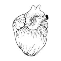 heart  logo design illustration