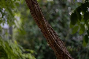 Tree trunk close-up on blurred background photo