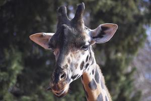 Close up portrait of a giraffe photo
