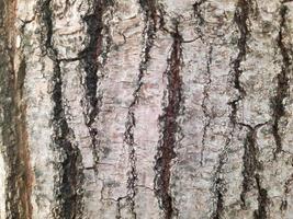 Wood background and texture, tree bark photo