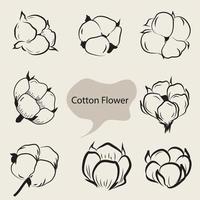 Cotton Flower hand drawn illustration vector