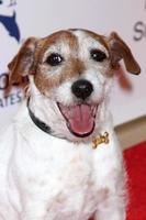 LOS ANGELES, MAR 24 -  Uggie arrives at the 2012 Genesis Awards at the Beverly Hilton Hotel on March 24, 2012 in Beverly Hills, CA photo