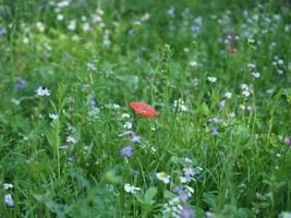 green meadow background photo