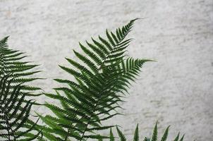 fern plant scient. class. Leptosporangiate photo