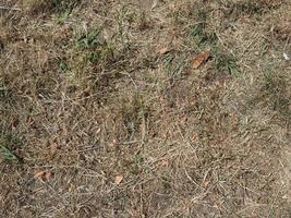 grass turning yellow due to drought photo