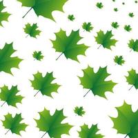 The green maple leaves pattern on white background. the exture autumn maples in illustration templates vector