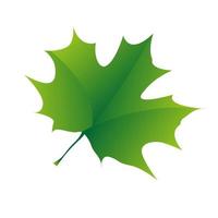 A natural green maple leaves on white background. Isolated maple leaves in illustration design vector