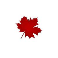 Red maple leaves on white background used in icon and logo design vector