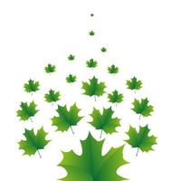 The green maple leaves pattern on white background vector