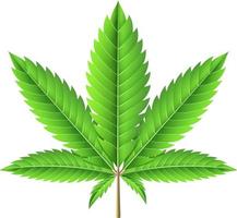 Marijuana leaf illustration vector