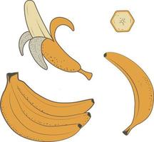 Vector Cartoon Set of Various Banana Illustrations