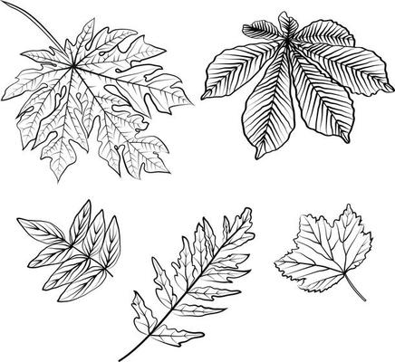 Tropical Leaves in doodle style. Vector hand drawn black line design elements. Exotic summer botanical illustrations. Monstera leaves, palm, banana leaf.