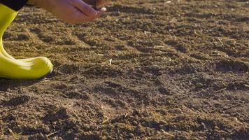 Farmer soil inspection. The farmer takes soil in his palm in the field. With the other hand, he examines it, pokes it and looks at it. video