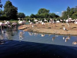 A view of a Flamingo at Slimbridge Nature Reserve photo