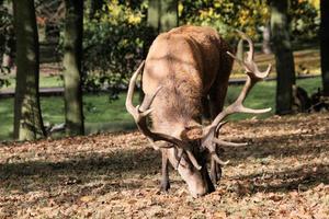 A view of a Red Deer in the Cheshire Countryside photo