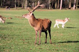 A view of a Red Deer in the Cheshire Countryside photo