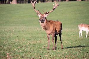 A view of a Red Deer in the Cheshire Countryside photo