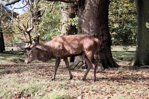 A view of a Red Deer in the Cheshire Countryside photo