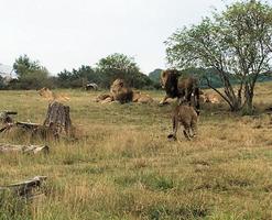 una vista de un león africano foto