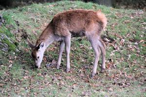 una vista de un ciervo rojo en el campo de cheshire foto