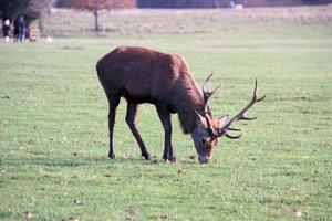 A view of a Red Deer in the Cheshire Countryside photo