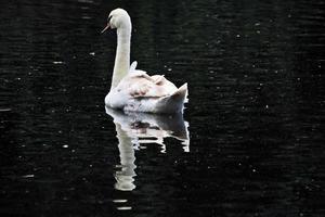 una vista de un cisne mudo en londres foto