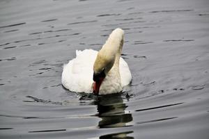 A view of a Mute Swan in London photo