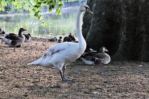 una vista de un cisne mudo en londres foto