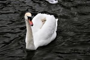 A view of a Mute Swan at Roundhay Park in Leeds photo