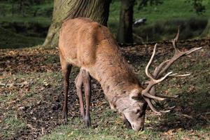 A view of a Red Deer in the Cheshire Countryside photo