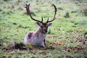 A view of a Fallow Deer in a field in Cheshire photo