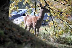 A view of a Red Deer in the Cheshire Countryside photo